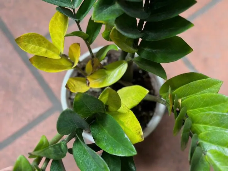 Chậu cây kim tiền vàng nhánh lá