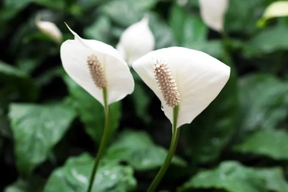 Chậu cây Lan Ý thủy sinh với bộ rễ trắng khỏe mạnh và nước sạch trong suốt