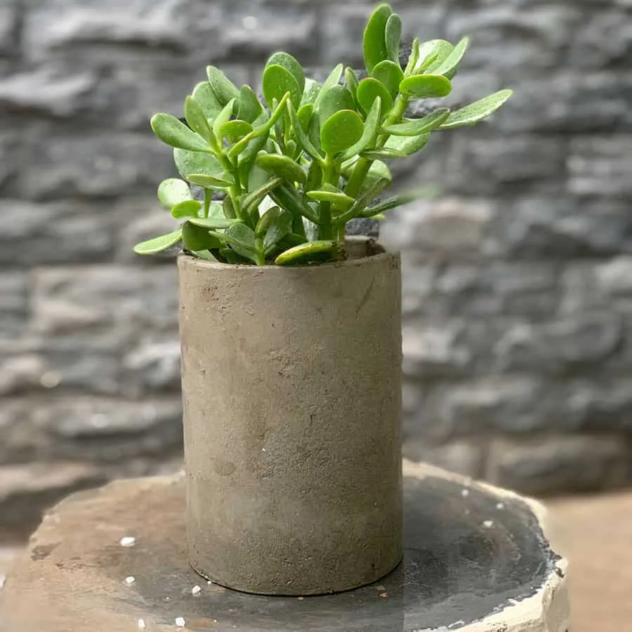 Chậu cây Ngọc Bích lá dày, tròn trịa, màu xanh lục đậm