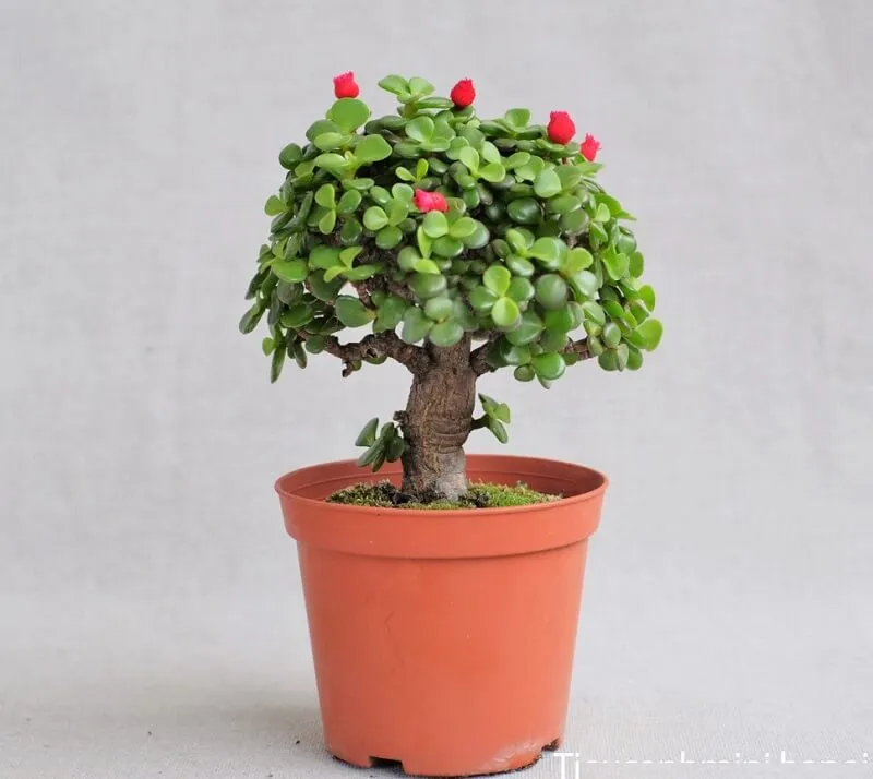 Chậu cây Ngọc Bích lá hình đồng xu, thường được đặt ở hướng Đông Nam để chiêu tài lộc