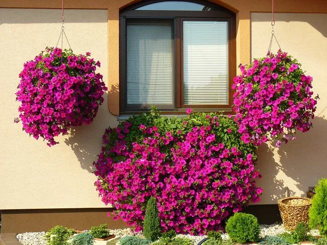 Chậu cây ngọc thảo màu hồng trong nhà, lợi ích và cách chăm sóc cây ngọc thảo tại không gian sống