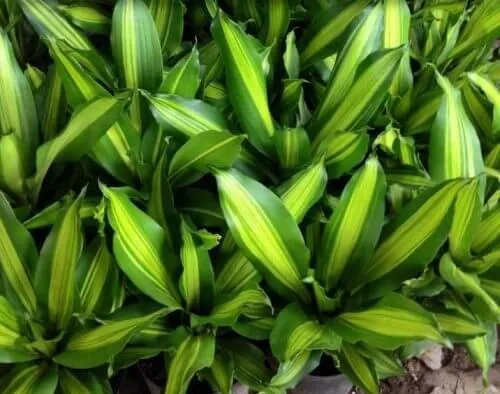 Chậu cây phát tài thái lan đã trồng xong được tưới nước và đặt ở vị trí sáng