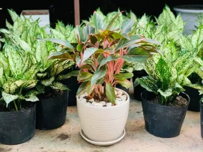 chậu cây phú quý đỏ xanh trồng trong nhà hợp phong thủy ngũ hành