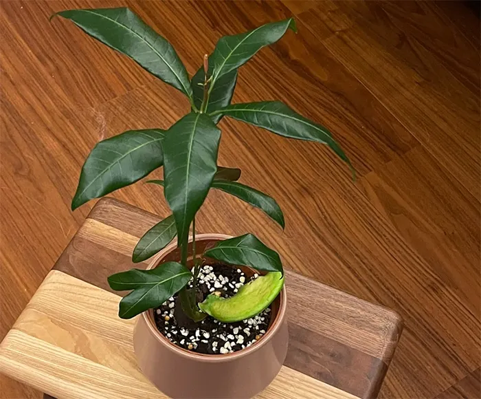 Chậu cây Sầu Riêng non trồng đất