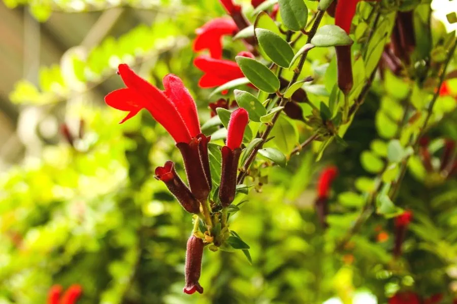 Chậu cây son môi Aeschynanthus radicans treo với hoa đỏ tươi và lá xanh dày