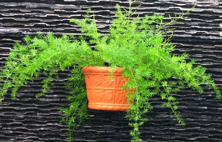 Chậu cây Thiên Môn Đông xanh tốt được đặt cạnh cửa sổ, tận dụng ánh sáng mặt trời gián tiếp để phát triển