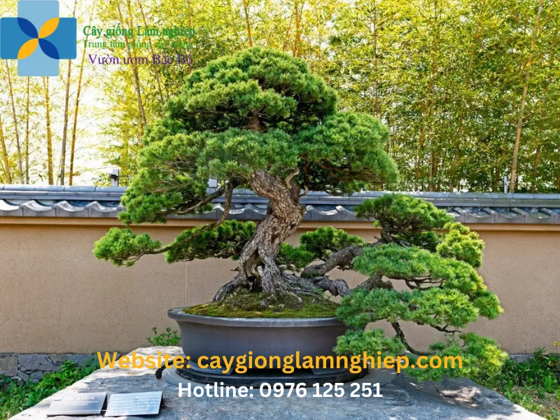 Chậu cây thông làm cảnh có dáng đứng độc đáo