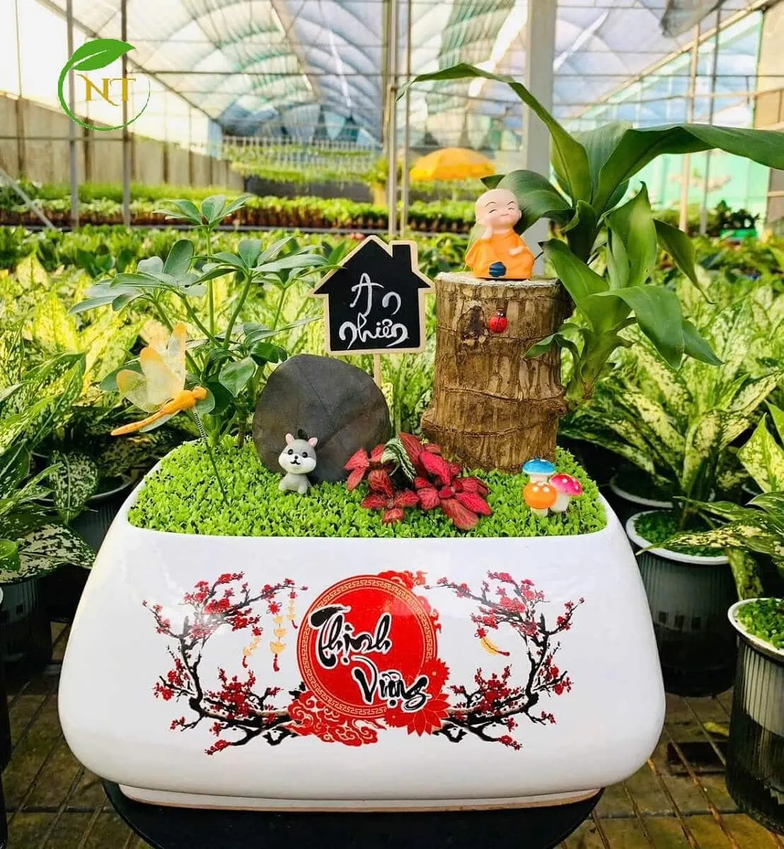 Chậu cây Tiểu cảnh thiết mộc lan “Thịnh vượng”