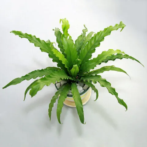 Chậu cây tổ quạ nhỏ để bàn mang ý nghĩa phong thủy tốt, gợi ý cách trồng cây tổ quạ trong không gian nội thất