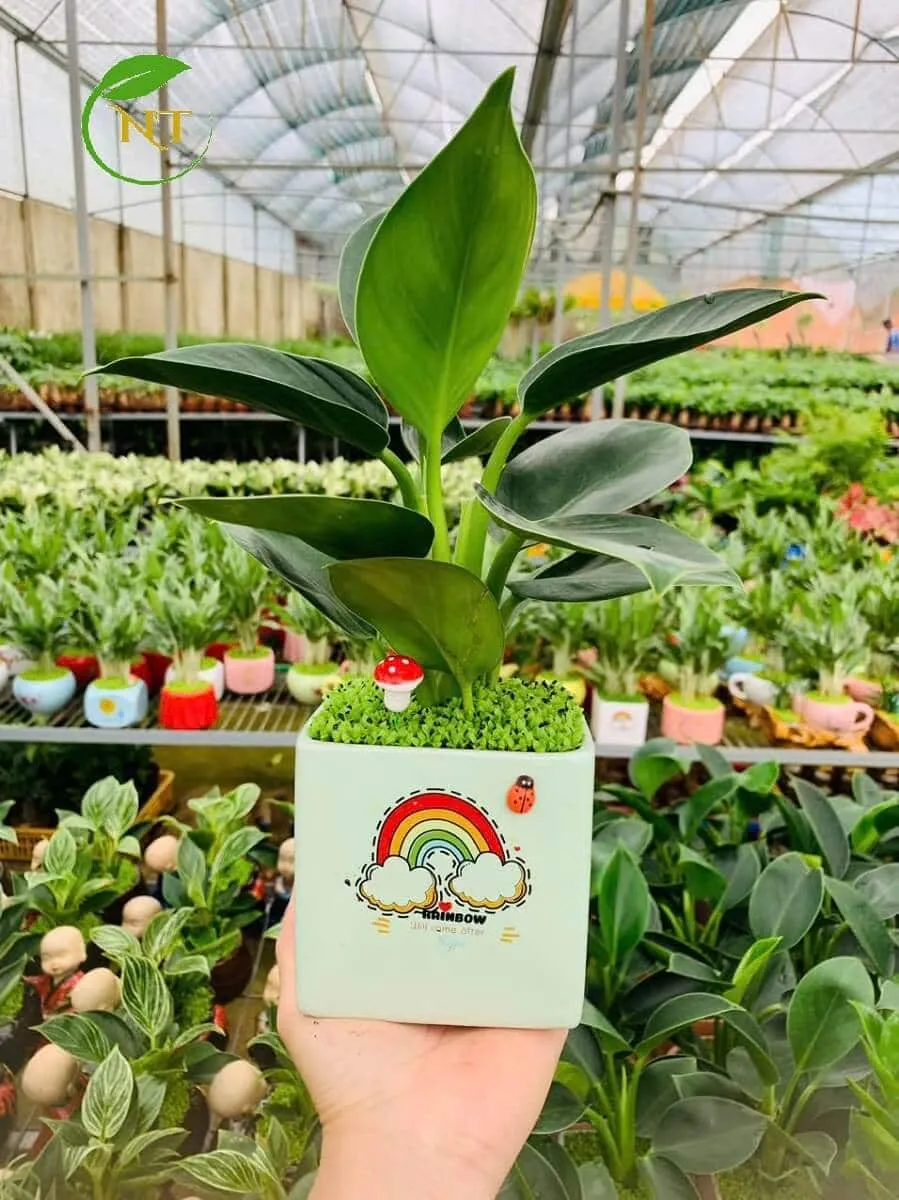 Chậu cây Trầu bà Đế vương xanh chữ nhật hoa văn nền cỏ