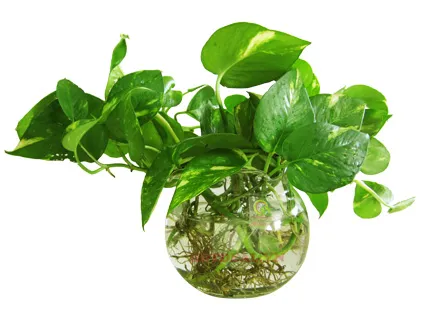 Chậu cây trầu bà lá xanh tươi rậm rạp được trang trí trong nhà, làm nổi bật không gian xanh mát