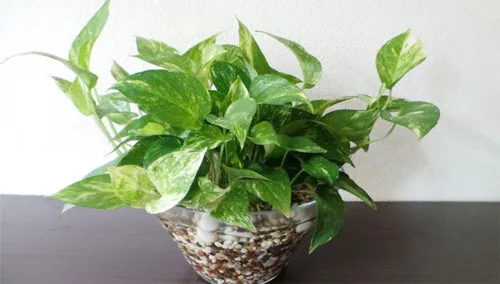 Chậu cây trầu bà thủy canh xanh tốt đặt trên bàn làm việc, minh họa cách trồng cây trầu bà trong nhà hiệu quả