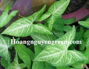 Chậu cây Tróc Bạc trồng trong nước đặt trên bàn làm việc