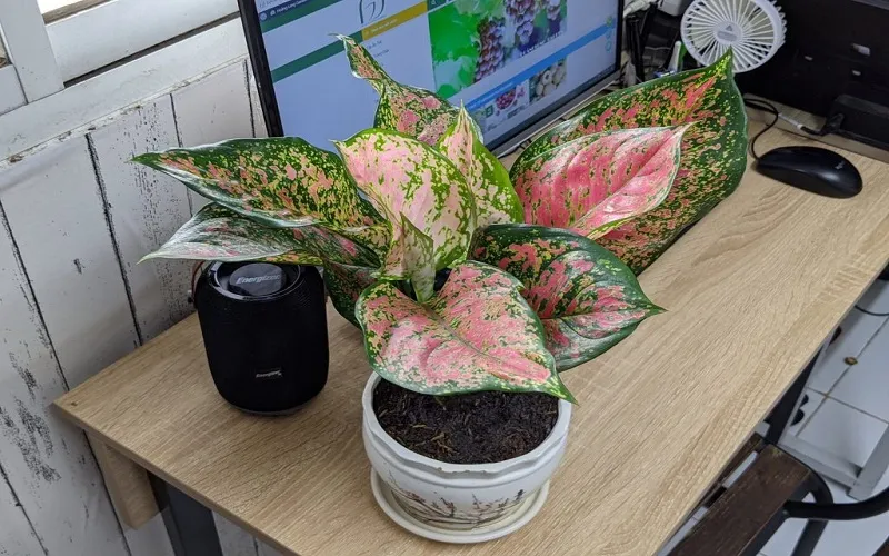 Chậu cây Vạn Lộc màu lạnh phù hợp cho người mệnh Hỏa