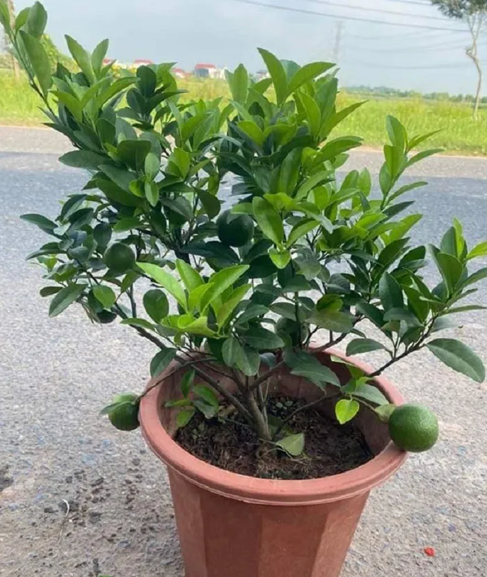 Chậu chanh đã ra quả trưởng thành, minh chứng cho phương pháp chăm sóc cây chanh ra quả hiệu quả.