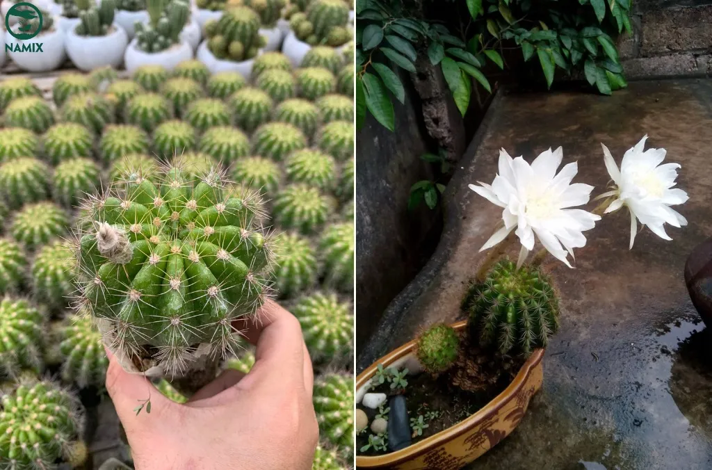 Chậu có lỗ thoát nước tốt là yếu tố quan trọng để đảm bảo sức khỏe cho cây xương rồng.