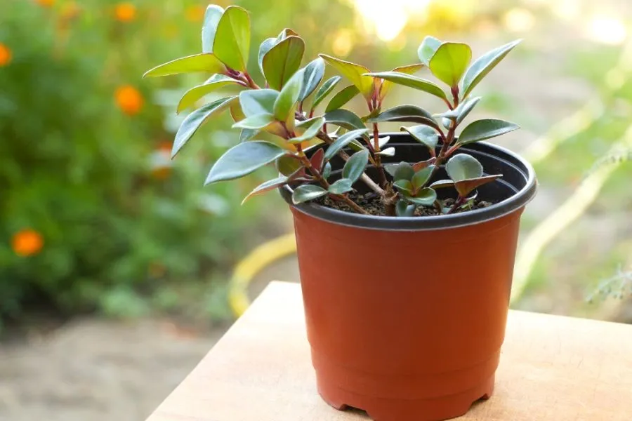 Chậu đất nung có khả năng thoát nước tốt, tối ưu cho việc trồng cây son môi