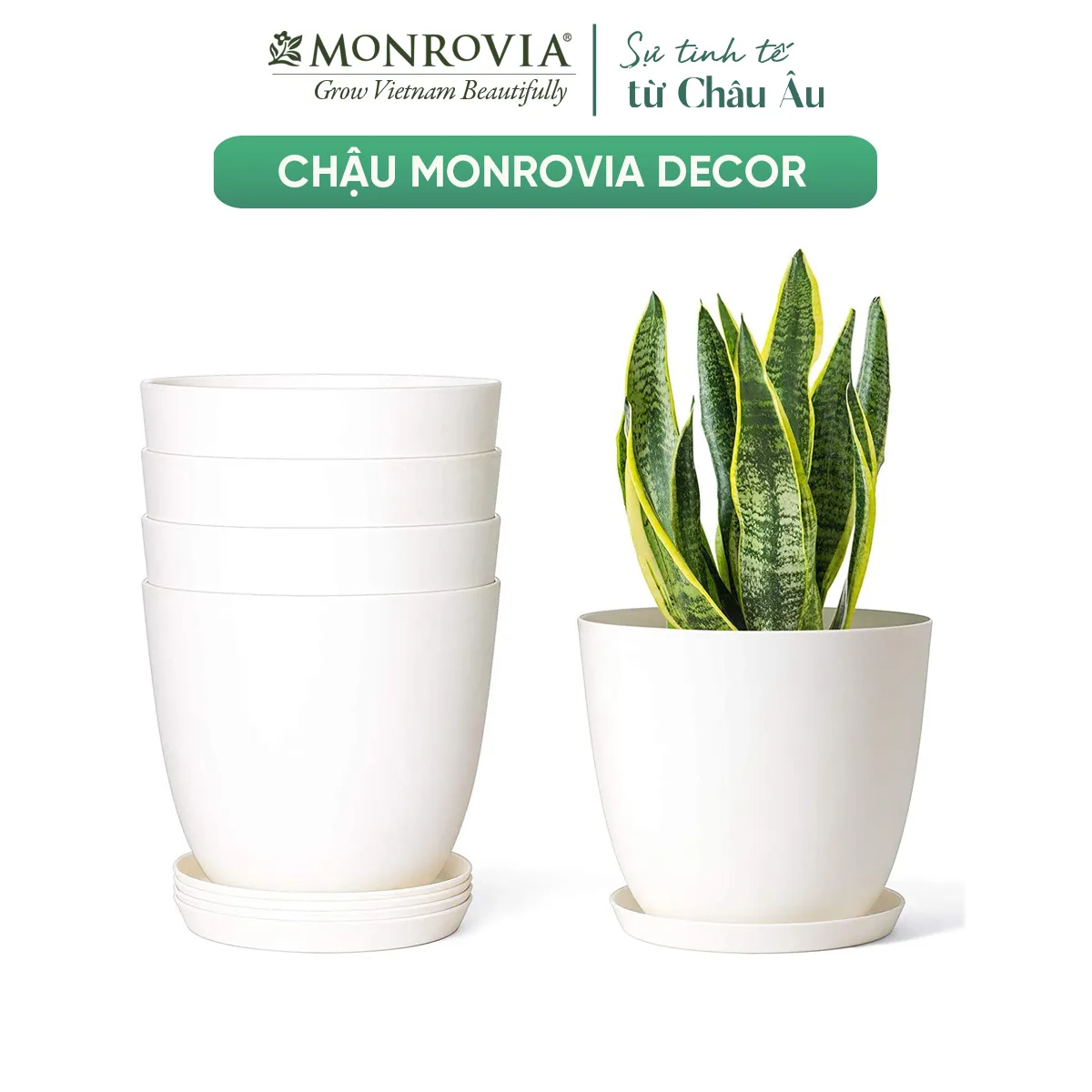 Chậu decor M9 sang trọng thích hợp cho việc trồng cây lưỡi hổ trong nhà