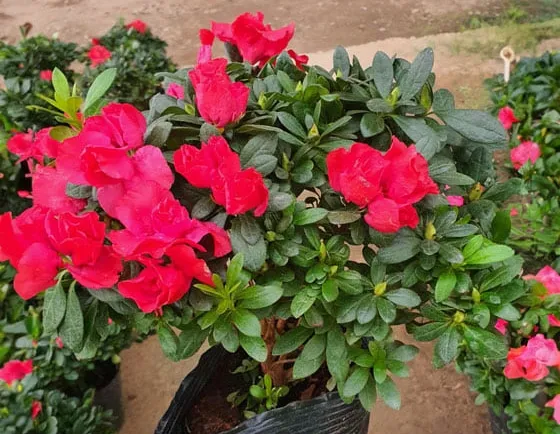 Chậu đỗ quyên bonsai nhỏ đang được chăm sóc cẩn thận tại nhà vườn