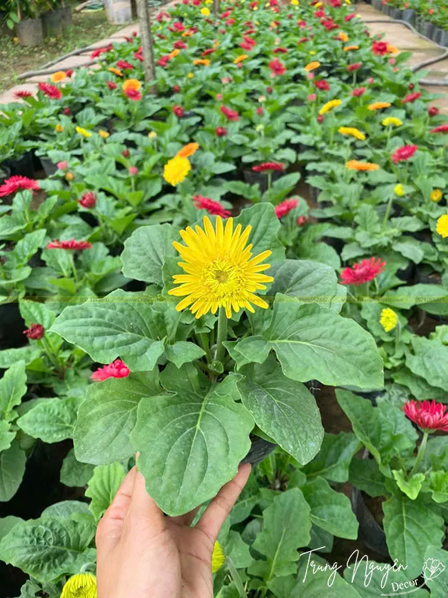 Chậu đồng tiền lùn hoa vàng chanh tươi sáng