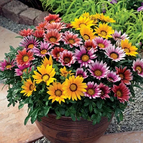 Chậu hoa cúc vàng rực rỡ sau khi chăm sóc và tạo dáng