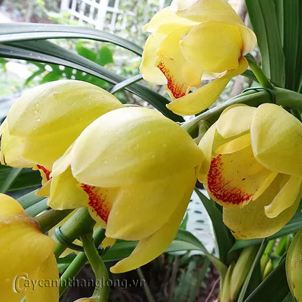 Chậu hoa địa lan vàng rực rỡ trong nhà kính