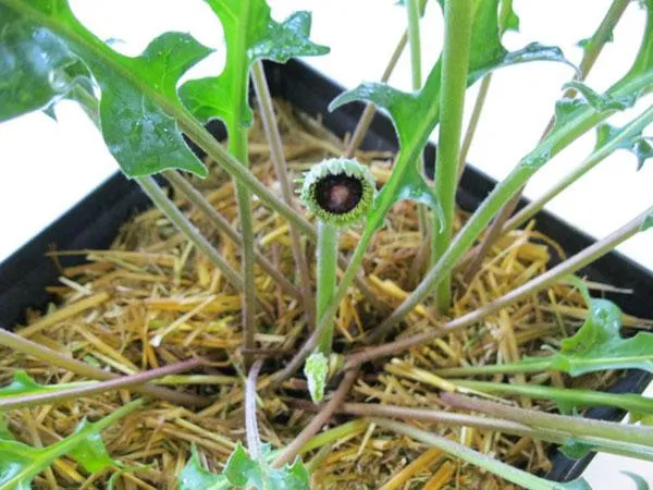 Chậu hoa đồng tiền kép màu hồng đậm