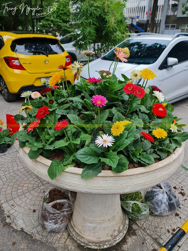 Chậu hoa đồng tiền lùn đặt ngoài trời, cho thấy khả năng thích nghi với môi trường ngoại thất khi có bóng râm