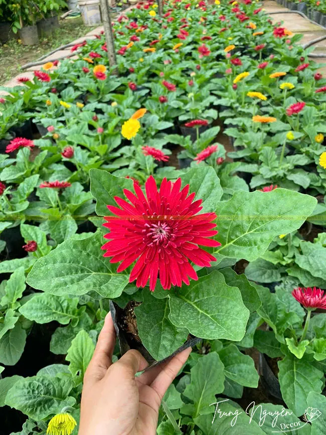 Chậu hoa đồng tiền lùn hoa đỏ đặt trong nhà, thể hiện kích thước nhỏ phù hợp để trang trí bàn làm việc