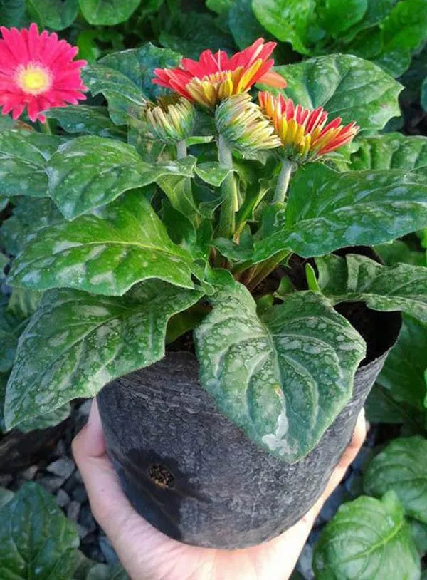 Chậu hoa đồng tiền lùn màu vàng cam trồng trong chậu