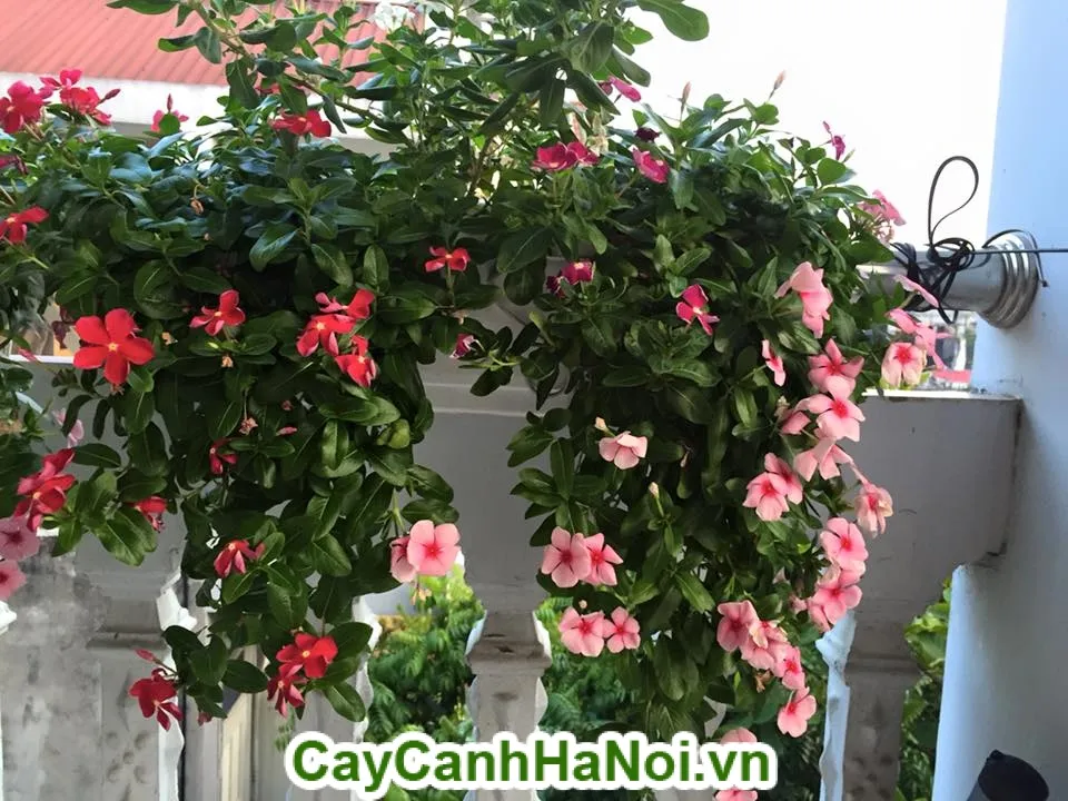 Chậu hoa dừa cạn được trồng treo rủ xuống