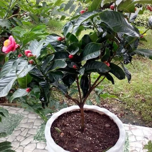 Chậu hoa hải đường sau khi trồng, cần chú ý đến kỹ thuật tưới nước và dinh dưỡng