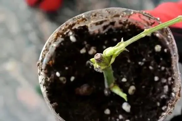 Chậu hoa hồng đang phát triển khỏe mạnh, cần được theo dõi để phòng trừ sâu bệnh kịp thời