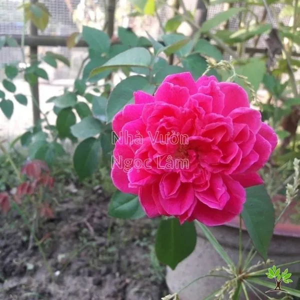 Chậu hoa hồng tường vi lớn đang phát triển mạnh mẽ
