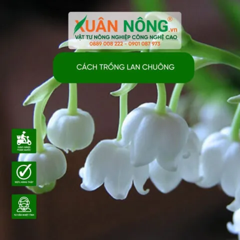 Chậu hoa lan chuông đang phát triển xanh tốt, minh họa cách trồng hiệu quả