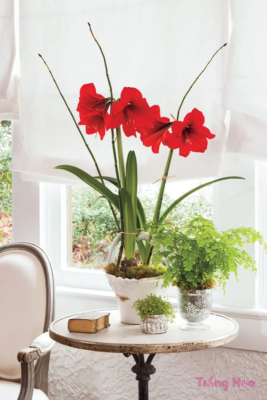 Chậu hoa loa kèn đã trồng xong, sẵn sàng cho giai đoạn chăm sóc và ra hoa