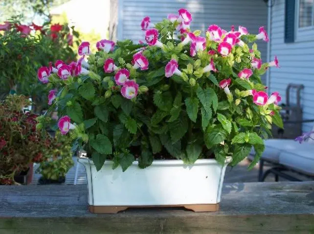 Chậu hoa mắt nai dùng để trang trí tiền sảnh