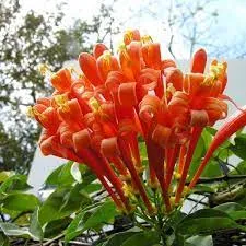 Chậu hoa rạng đông non đang phát triển cành lá xanh mướt với độ ẩm lý tưởng