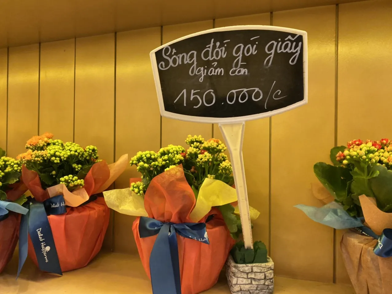 Chậu hoa sống đời đang được tưới nước, lưu ý về độ thoát nước