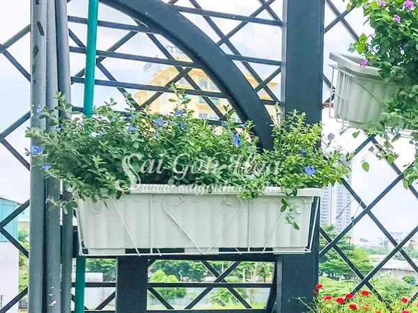 Chậu hoa Thanh Tú màu xanh tím trong chậu hình chữ nhật