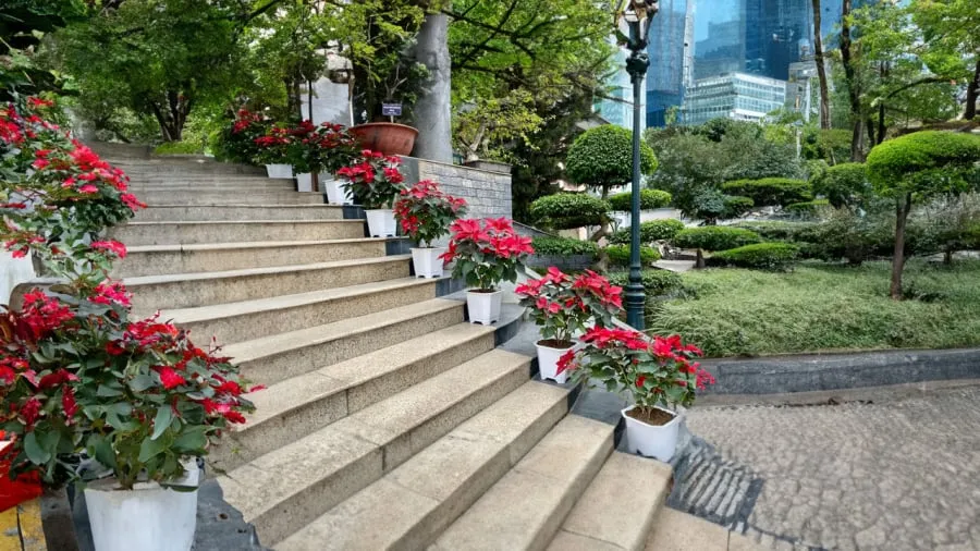 Chậu hoa trạng nguyên được trồng ở ban công nơi có nhiều ánh sáng giúp cây phát triển tốt và rực rỡ hơn