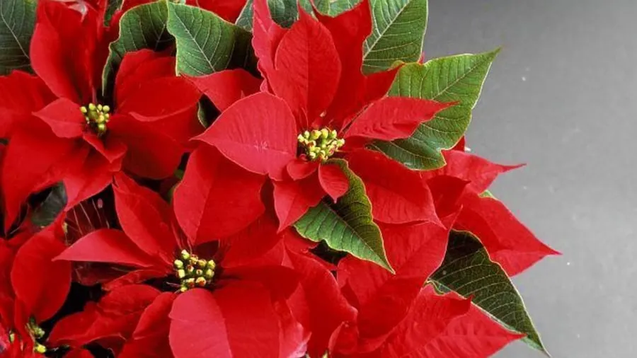 Chậu hoa trạng nguyên màu đỏ rực rỡ làm cây cảnh trang trí nhà cửa, thể hiện sự may mắn và đỗ đạt