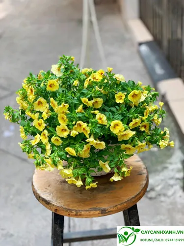 Chậu hoa triệu chuông màu vàng tươi rực rỡ