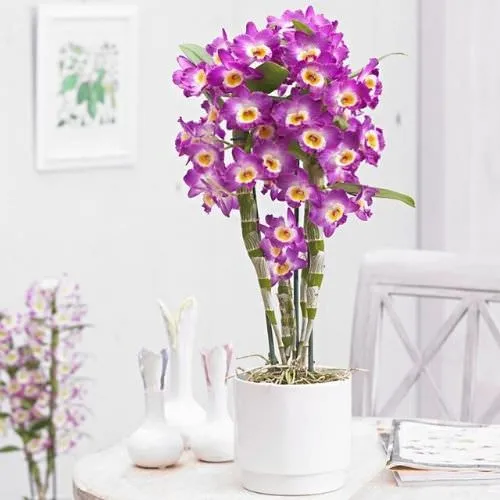 Chậu lan dendro xuân nở hoa chi chít trên bàn học