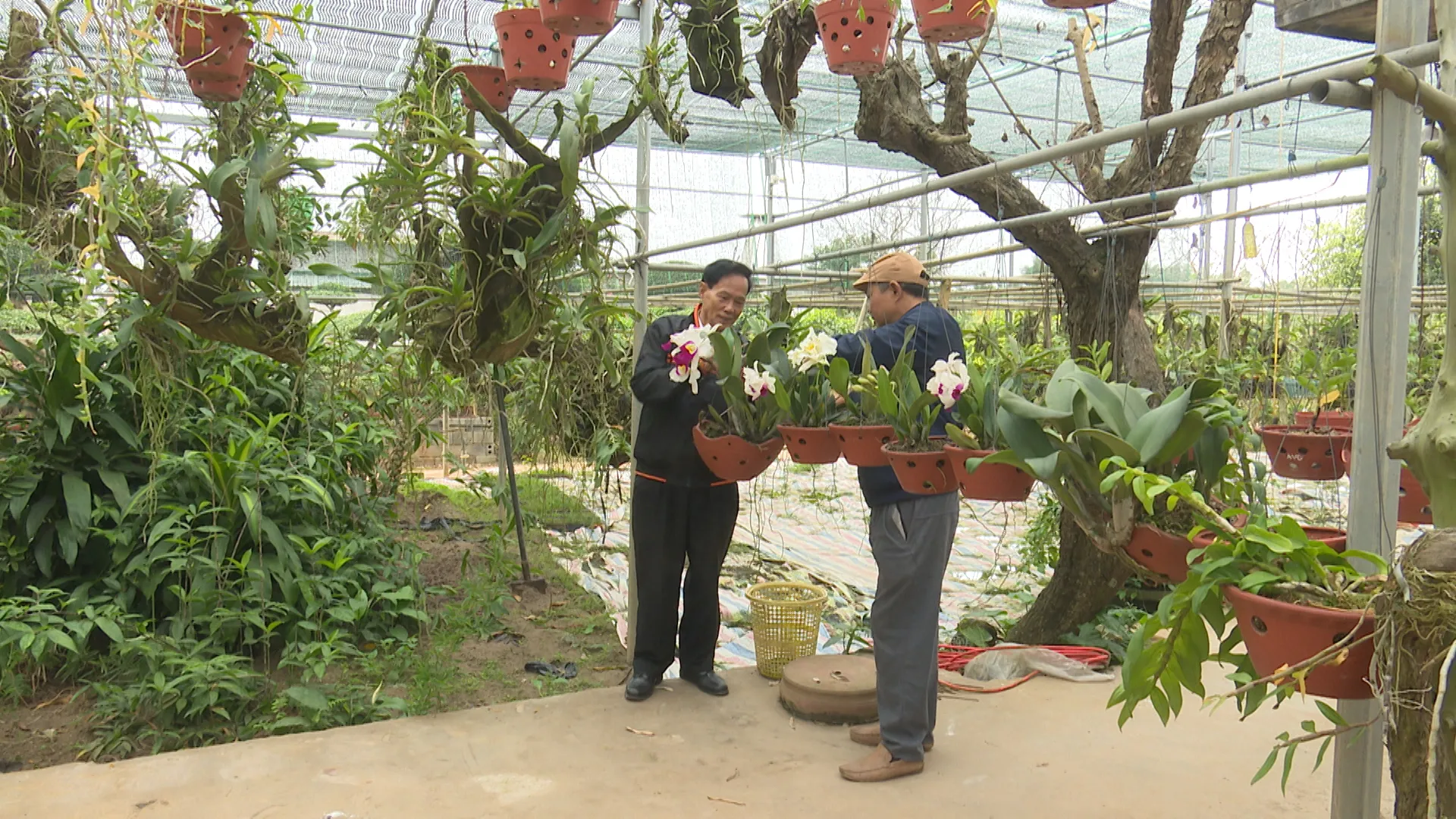 Chậu lan dưới giàn che được thiết kế để chăm hoa lan đúng cách và nhận ánh sáng khuếch tán