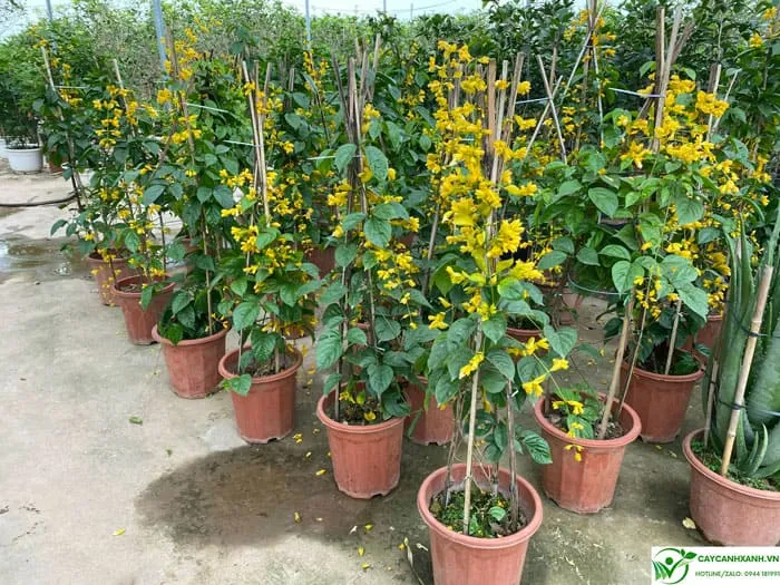 Chậu lan hoàng dương được ươm tại vườn cao 1m2