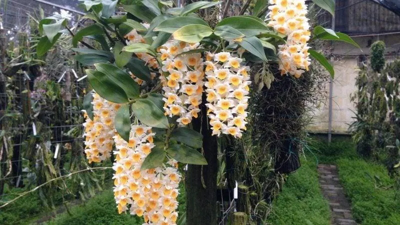 Chậu Lan Kiều Vàng ghép vỏ thông, thể hiện phương pháp chăm sóc lan kiều vàng dễ dàng