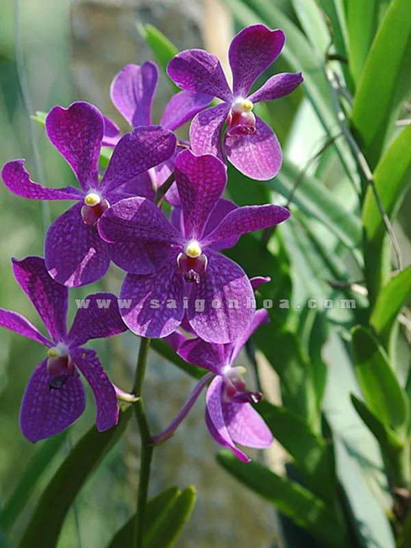 Chậu lan Mokara màu tím đang ra hoa, kết quả của việc áp dụng lịch trình kích bông lan ra hoa đúng Tết