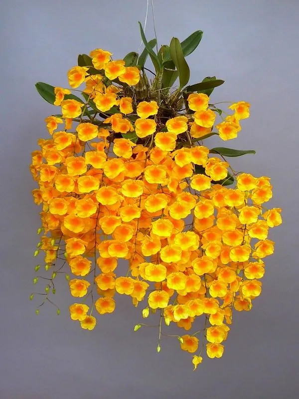 Chậu lan vảy rồng đã ghép trên giá thể lũa và chậu đất nung tạo thành một giò lan nghệ thuật