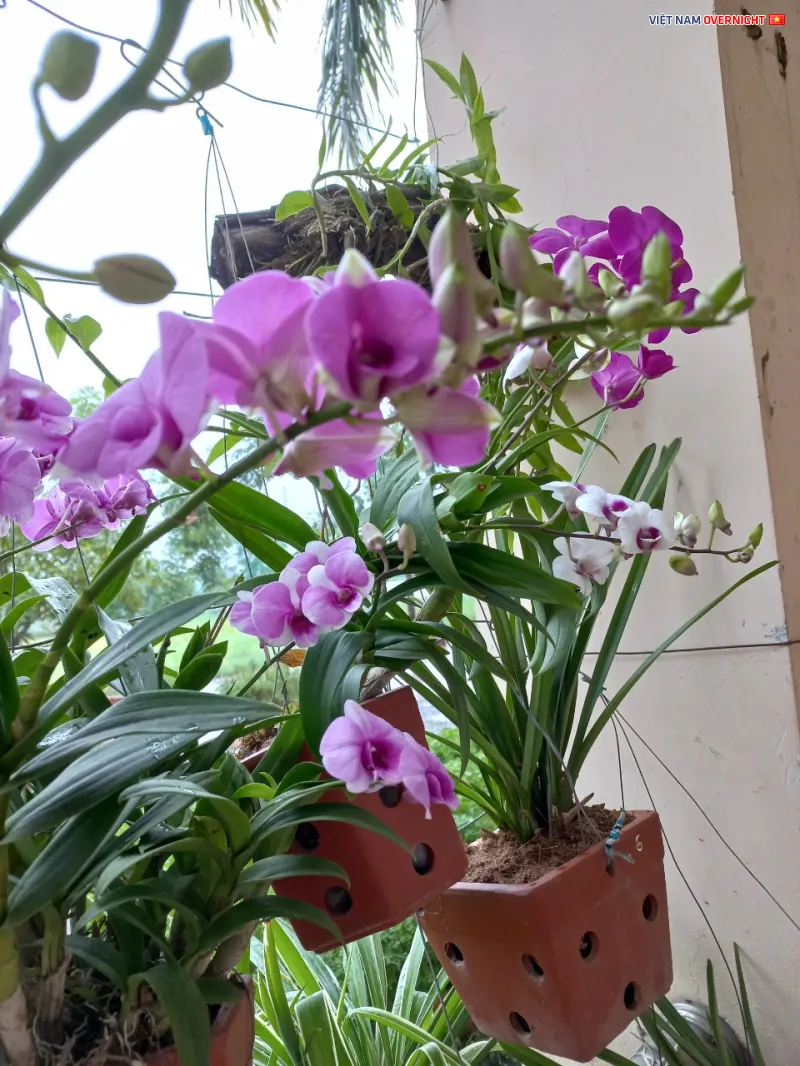 Chậu lan yaya mini nhiều màu sắc được ghép trên cùng một giò